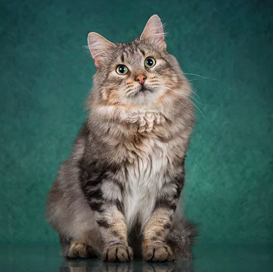 Честер, 3 года. Фото: cats.rayfund.ru
