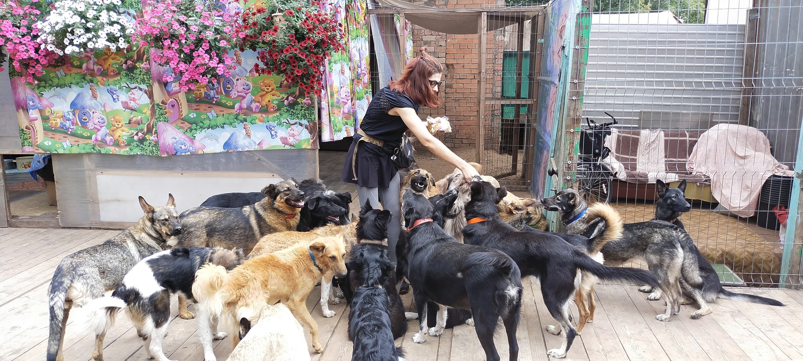 Участники проекта «Доброшефство» из Школы«Лада»  Тольятти  стали кураторами животных из приюта «Добрый Дом»