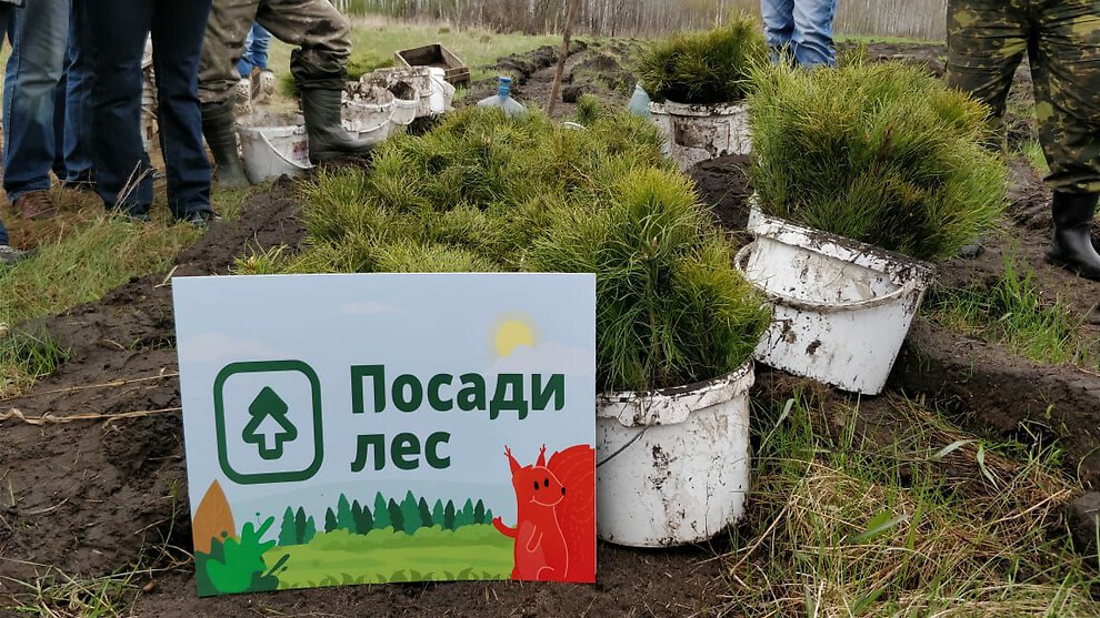 Проект посади дерево в детском саду