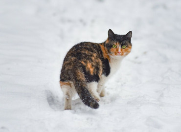 Фонд защиты городских животных запустил розыгрыш подарков, связанных с котиками и Новым годом