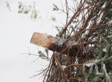 Мобильная карта бесплатных пунктов приема новогодних ёлок подскажет куда сдать деревья на переработку в 11 городах России