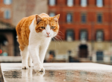 Фонд защиты городских животных предлагает застройщикам сотрудничество в программе интеграции кошек, живущих на объектах строительства