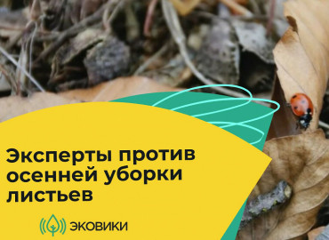 Эксперты призвали россиян высказаться против уборки осенней листвы