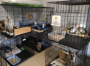 За два года благодаря фонду «Кот и пес» в Татарстане простерилизовали больше тысячи бездомных животных