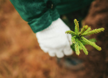 Российские эко-волонтеры высадили больше миллиона деревьев в 2022 году