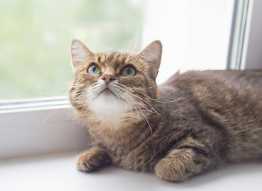 За пять месяцев работы зооцентр «Добрые сердца» в Сыктывкаре спас более 60 кошек