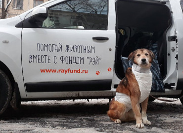 В Москве появилось первое бесплатное зоотакси для животных из приютов