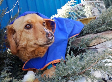 Единственный в городе Азов приют «Феникс» опекает более 250 животных. История собаки Люси.