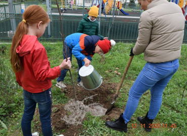 Тысячи деревьев вместо тонн мусора: «Севастопольские мамы» делятся итогами экопроекта в 2020 году