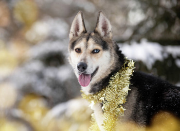 #Санта для хвоста: фонд "НИКА" запустил новогоднюю акцию в поддержку бездомных животных
