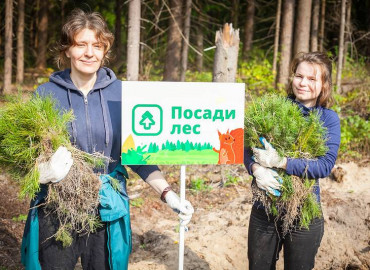Осенью волонтеры из регионов посадили 200 тысяч новых деревьев