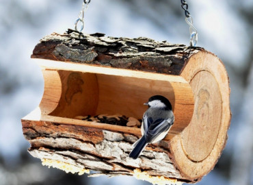 Хранители птиц: жители регионов делают эко-кормушки и учатся заботиться о пернатых зимой
