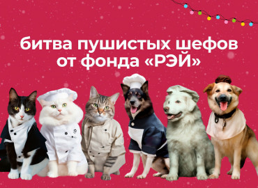 Битва пушистых шефов: россиянам предлагают помочь подопечным приютов для животных приготовить котоливье и пёсегрет