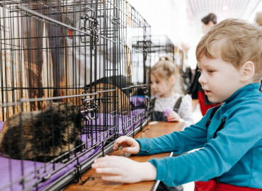 Подарить дом питомцу из приюта: в Москве организуют фестиваль «Котики, которые любят»