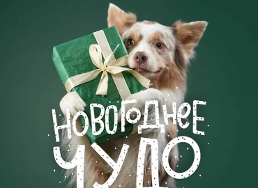 Петербургский фонд «Я свободен» запустил благотворительную акцию в поддержку бездомных животных