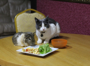 Москвичей приглашают на семейный благотворительный фестиваль по пристройству животных "Кошки-Мышки"