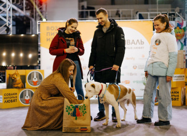 26 собак и котиков нашли свой дом на фестивале в поддержку бездомных животных в Москве