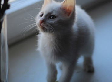 Спасенный в Мариуполе котенок Харитон стал символом гуманитарной акции «Ковчег добра» и поселился в питерском «Свобода Центре»