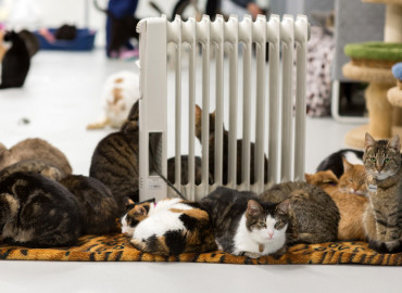 Подопечные Красавинского ПНИ примут участие в онлайн-экскурсии по приюту для кошек «Преданное сердце»