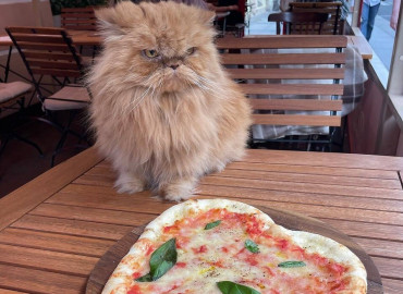 Вкусно поесть самим и накормить кота: в Санкт-Петербурге общественники и рестораторы запустили акцию в поддержку бездомных животных