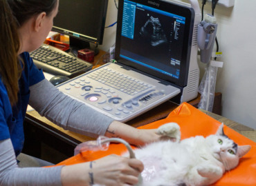 "Маленькая жизнь": как ветврач из Магнитогорска создала собственную социальную клинику для животных