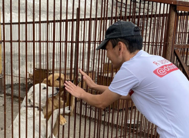 Ласка для "Хатико": в Туве волонтеры посетили приют для бездомных собак